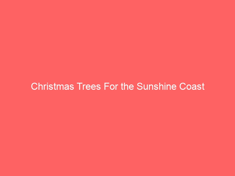 Christmas Trees For The Sunshine Coast - Sunshine Coast Local