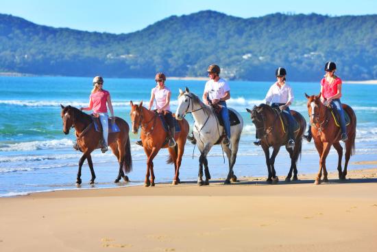 Tips For Buying a Sunshine Coast Horse For Sale