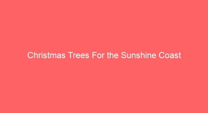 Christmas Trees For the Sunshine Coast